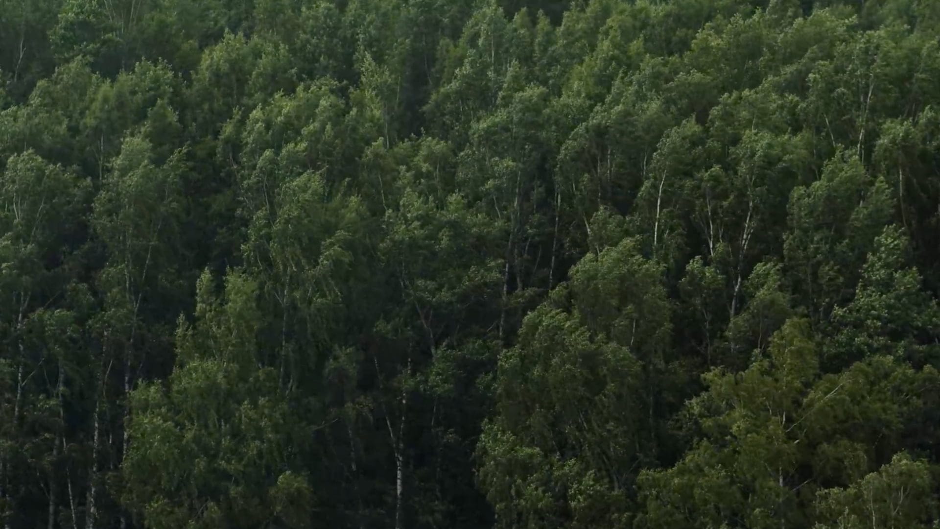 the language of tree is a book about interconnectedness between humans and nature