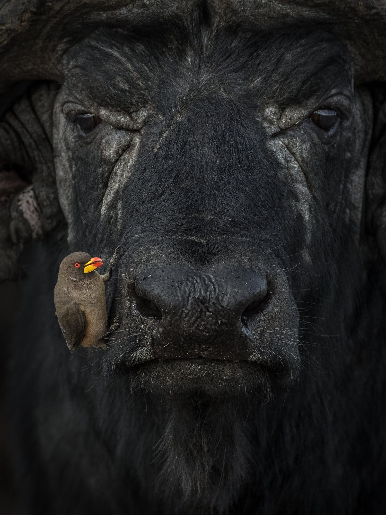 A yellow-billed oxpecker perching in a precarious position on an African water buffalo in Kenya. Sri Lanka. World Nature Photography Awards