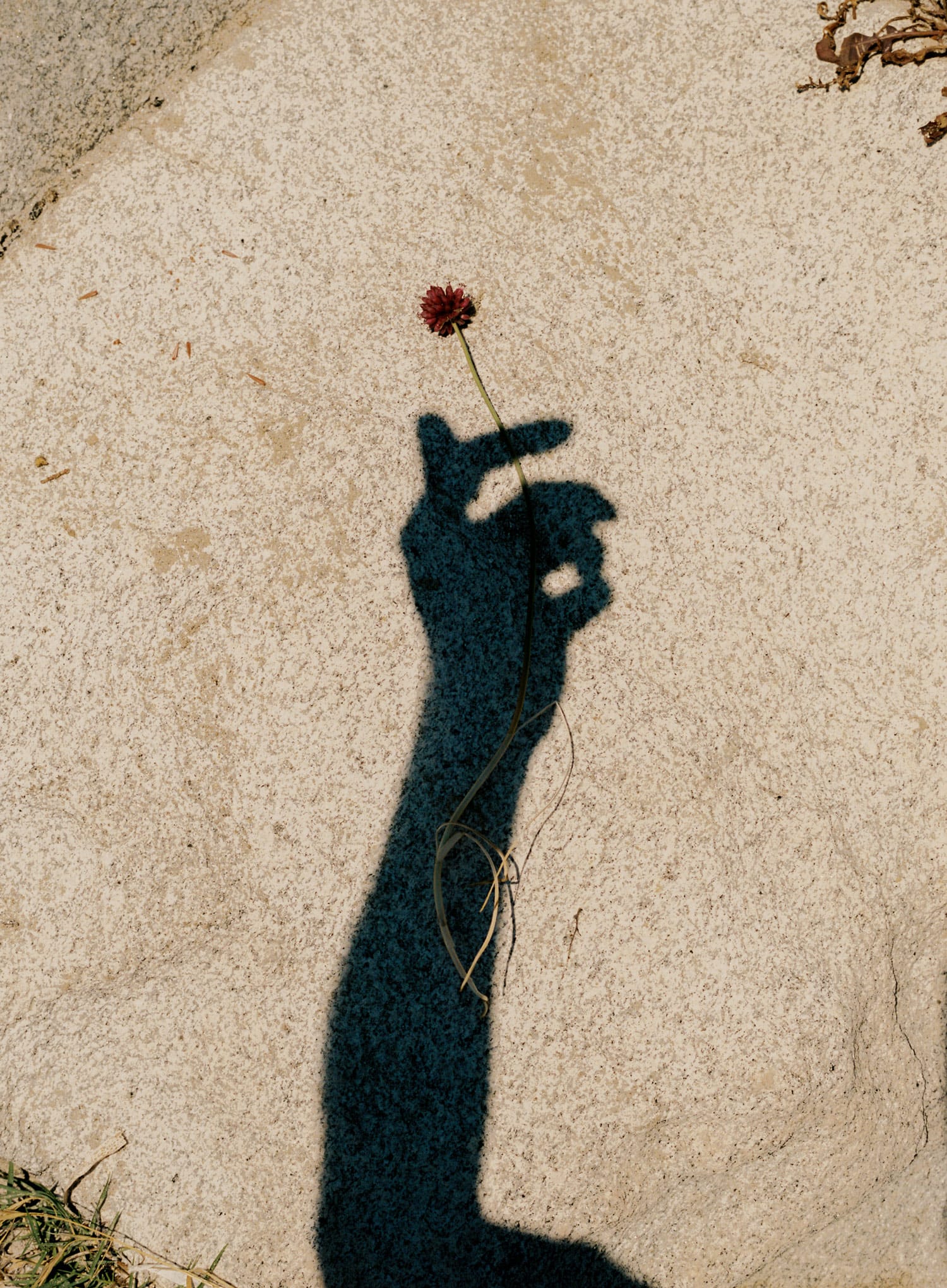 Photograph of a flower lying on a rock in harsh sunlight, with the shadow of a person's hand cast over it, so it looks as if the shadow of the hand is holding the flower.