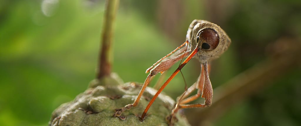 Nature documentary