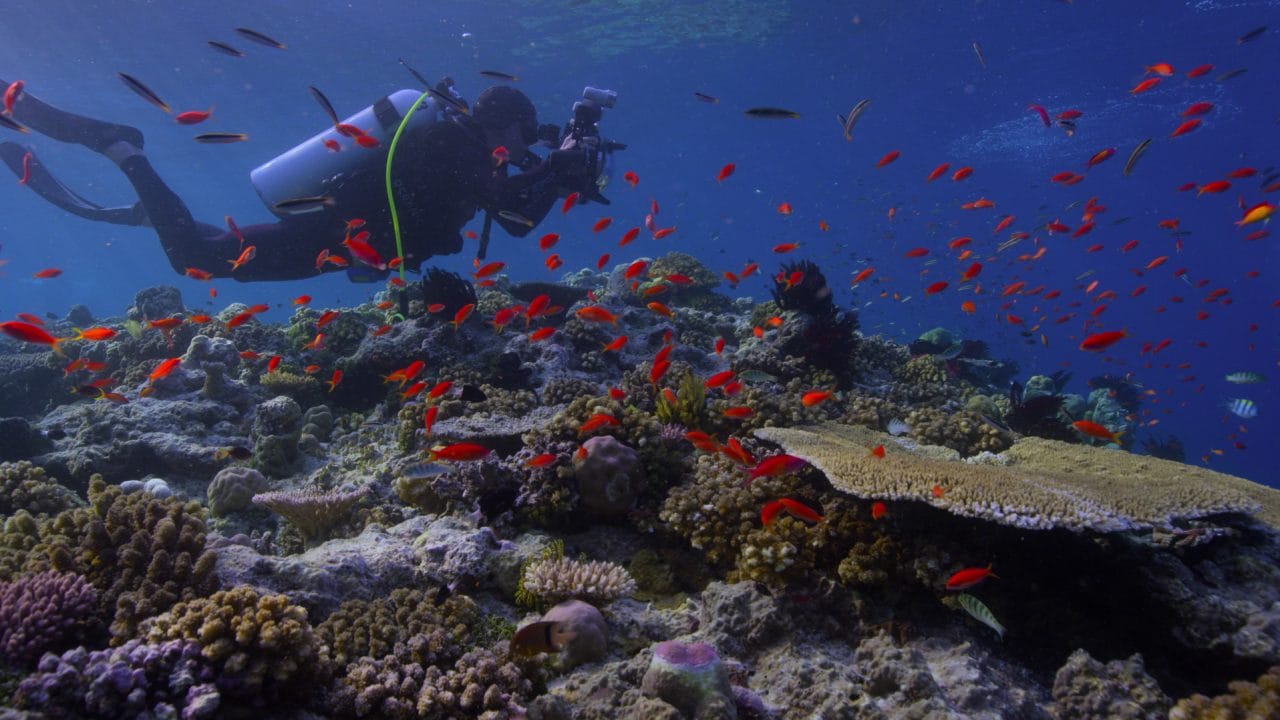 Nature doc about coral