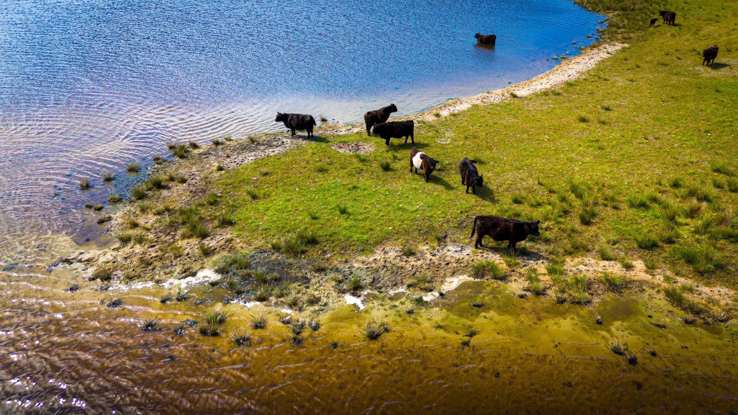 cows