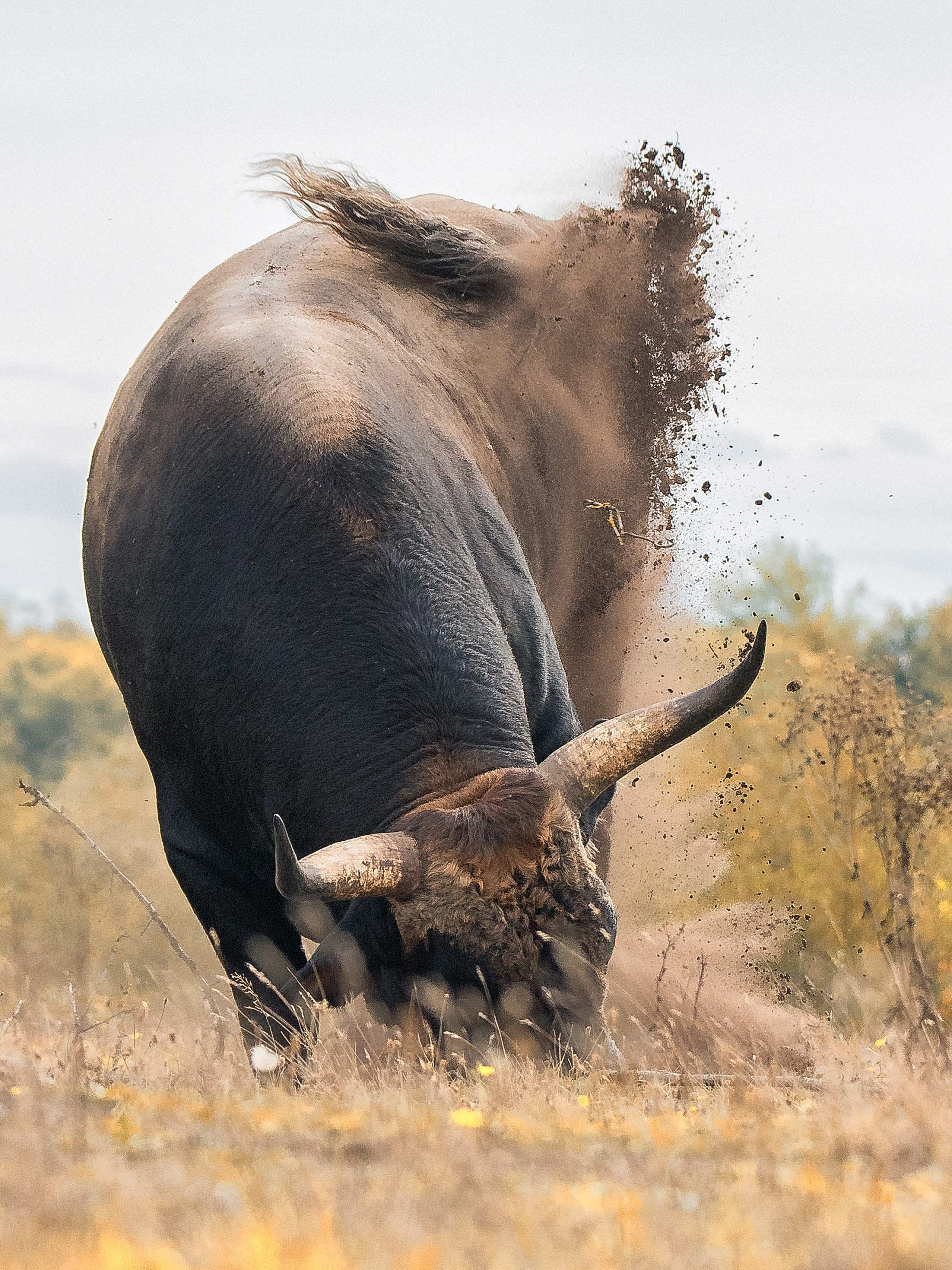 bullpit