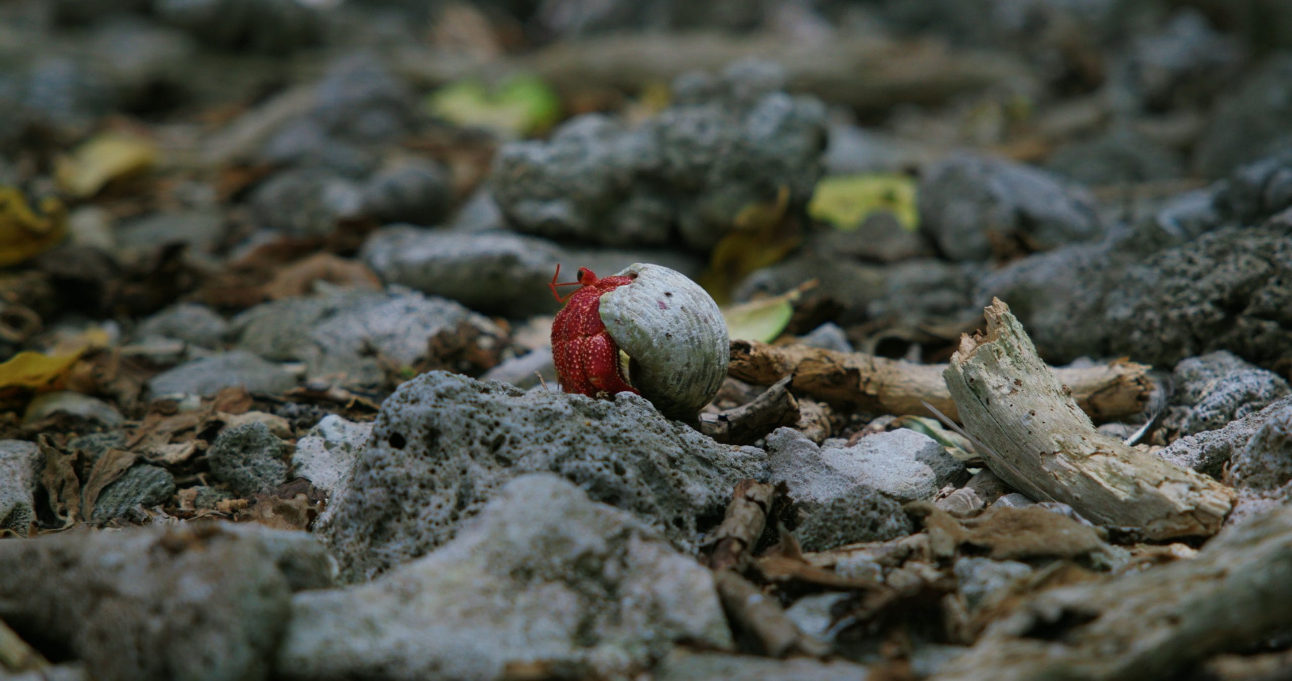 Strawberry Hermit