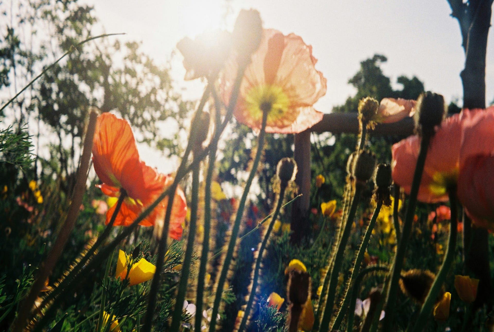 WildFlowers